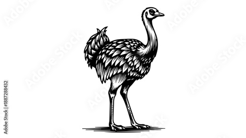 High-contrast black-and-white illustration of an ostrich with intricate feather patterns