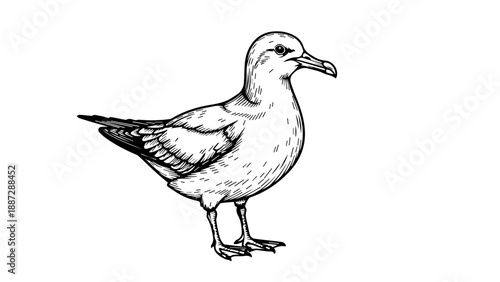 Black and white line drawing of a seagull in an upright stance with open beak