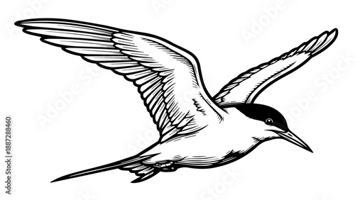 Black and white illustration of a tern in mid-flight with intricate feather patterns