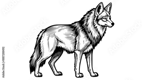 Black and white line drawing of a wolf in a three-quarter profile with intricate crosshatching and shading