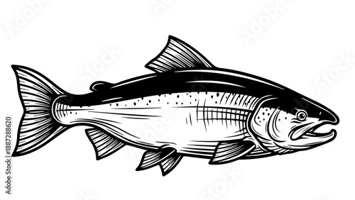 Detailed black and white illustration of an elongated fish with intricate scales and fins