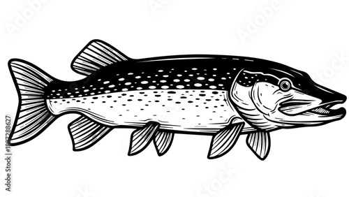 Detailed black and white illustration of a pike fish with spots and sharp teeth