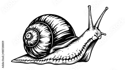 High-contrast black-and-white illustration of a detailed snail with spiral-patterned shell and segmented body