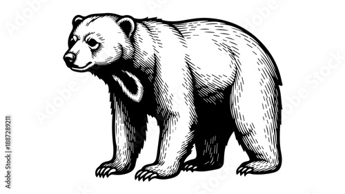 Black and white illustration of a solitary bear with detailed fur and closed eyes