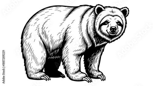 Black and white illustration of a bear standing upright on hind legs