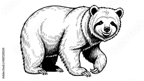 Realistic black-and-white illustration of a bear standing on all fours