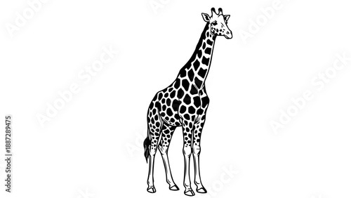 Black and white line drawing of a full-body giraffe with distinctive spotted coat