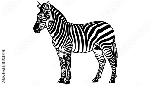 Black and white illustration of a zebra with intricate stripes and alert posture