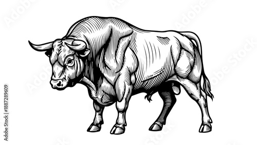 Black and white illustration of a bull with large horns standing on all four legs