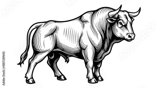 Black and white illustration of a muscular bull with intricate hatching and cross-hatching