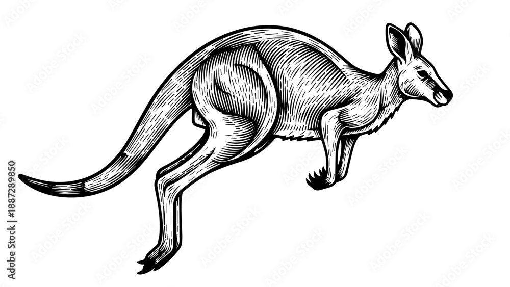 Fototapeta premium Black and white illustration of a kangaroo in mid-stride pose