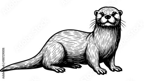 Black and white illustration of an otter in a three-quarter view