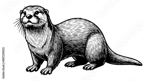 Black and white illustration of a single otter in a relaxed pose