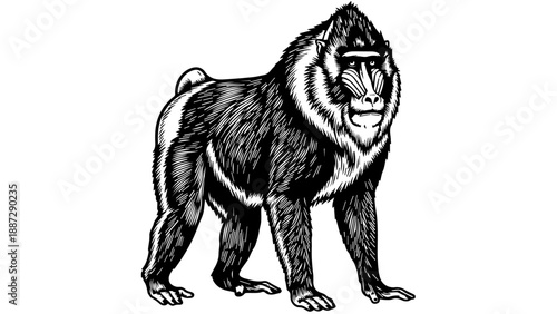 Black and white illustration of a mandrill standing upright on hind legs