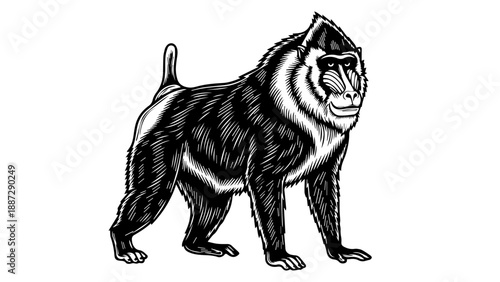 Black and white illustration of a mandrill in a three-quarter view with intricate facial markings and a long tail