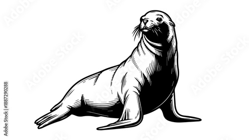 Black and white line art illustration of a seal in a seated position