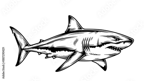 High-contrast black and white illustration of a shark with open mouth and sharp teeth