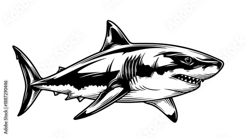 Black and white illustration of a menacing shark in bold line art