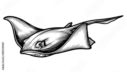 Black and white line drawing of a ray in mid-swim with detailed cross-hatching and shading