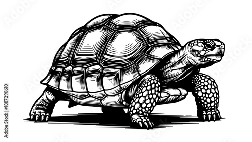 Black and white illustration of a turtle in three-quarter view with intricate shell details