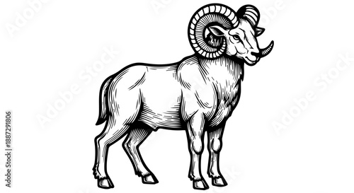 High-contrast black and white illustration of a ram with large curved horns