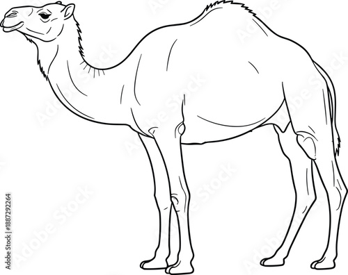 A camel standing in profile, illustrated in a simple black line art style