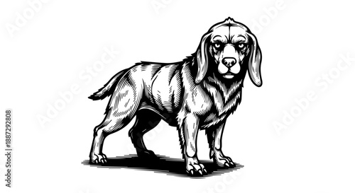 Black and white illustration of a slender dog with long floppy ears and a contemplative expression