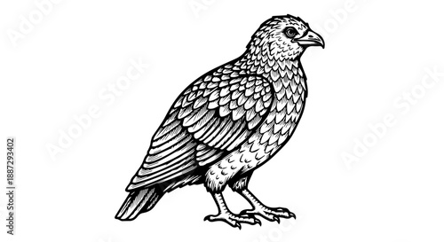 Black and white line drawing of a bird of prey with intricate feather details