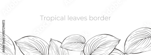 Many big exotic leaves vector border. Linear plant hand drawn. Simple floral banner template. Outline spring botanical design. Simple natural layout. Elegant contour ink sketch. Flat nature line art