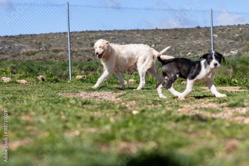 Photography Two dogs running and playing in kennel on sunny day