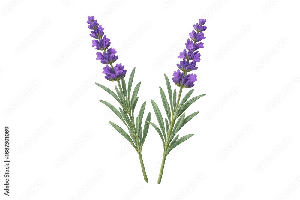 Obraz premium Lavender flowers with purple blossoms creating a soothing essence, symbolizing relaxation, aromatherapy, and natural beauty on transparent background