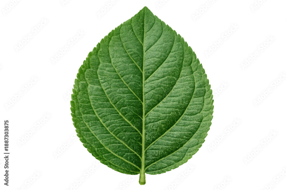 Fototapeta premium Green hydrangea leaf with prominent veins cut out on a transparent background, symbolizing nature and growth