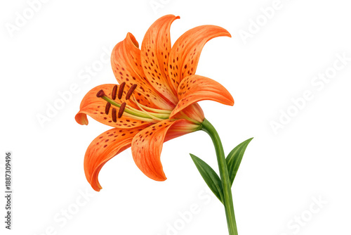Tiger lily bloom illustration with orange petals and dark spots, showing colorful botanical detail on transparent background