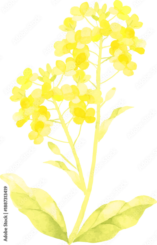 Obraz premium 水彩で描いた菜の花