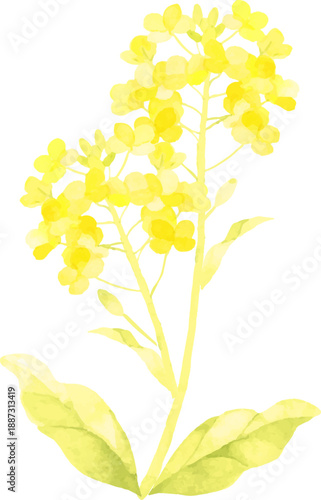 水彩で描いた菜の花