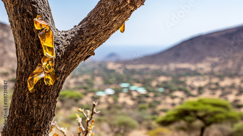 frankincense. Frankincense tree in dry African landscape with glistening resin tears. gardening catalogs, home-decor guides, designed for home decor and floral branding, used by teachers.

