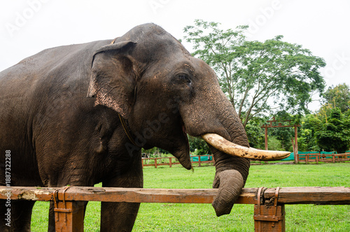A Tusker at the Dubare Elephant Camp in Kushalnagar, Madikeri, Karnataka, India