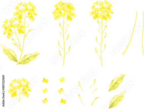 水彩で描いた菜の花のパーツのイラスト