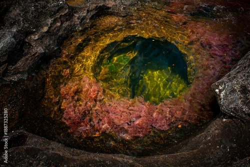 Foto Macarenia Clavigera River Rocks in Caño Cristales, Meta, Colombia, Vibrant Color