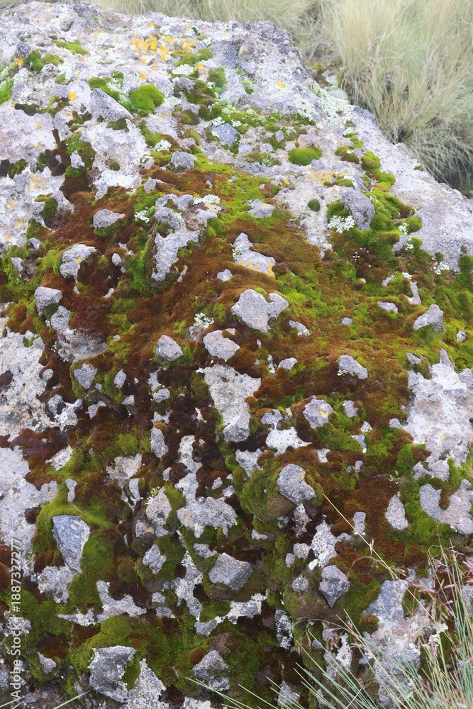 Obraz premium photography of nature in popocatepetl volcano in Mexico