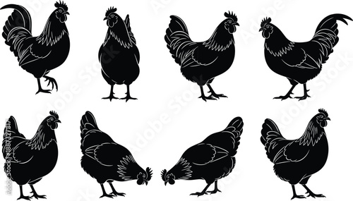 Chicken and rooster silhouettes set showing barnyard poultry in multiple poses, black vector illustration for farming, agriculture, rural life, and vintage design projects