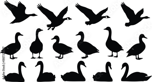 Goose and duck silhouettes set with flying, standing, and swimming waterfowl poses, black vector illustration for wildlife, nature design, farming, and outdoor concepts