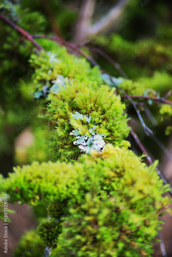 Fototapeta premium moss and lichen on branch