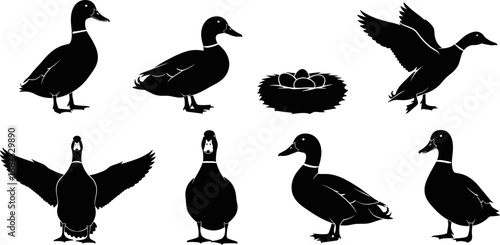 Duck silhouette collection showing different poses, flying wings, standing birds and nest with eggs, wildlife nature illustration set, minimalist vector design isolated on white background