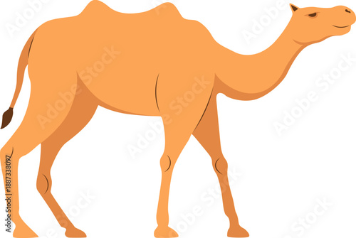 Bactrian Camel Isolated Vector