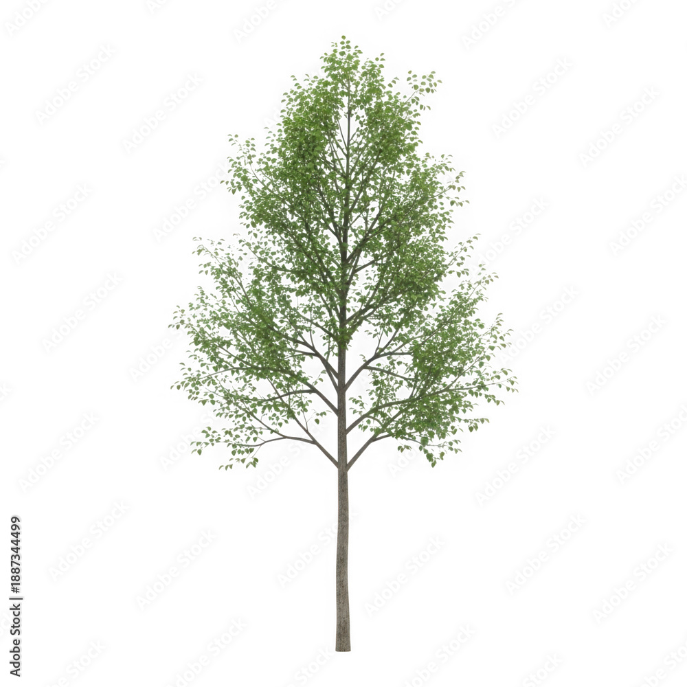 Obraz premium Green tree isolated white background