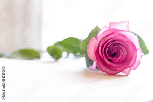 Valokuva A single pink rose on a table with green leaves on a white isolated background in a horizontal presentation