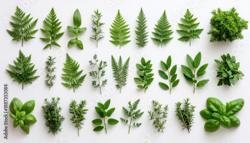 Variety of green leaves on display.