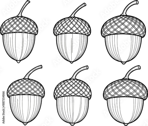 Hand drawn acorn set black and white outline vector illustration collection autumn oak nut botanical sketch nature design
