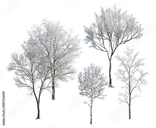set of five realistic 3d rendered winter trees adorned with frost and snow, ideal for atmospheric seasonal design projects.